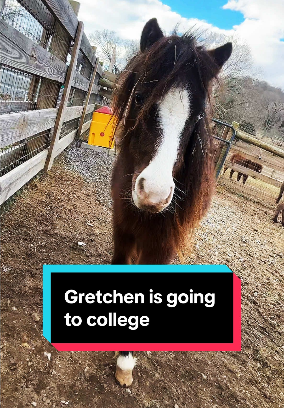 Gretchen is going to college🐴💕