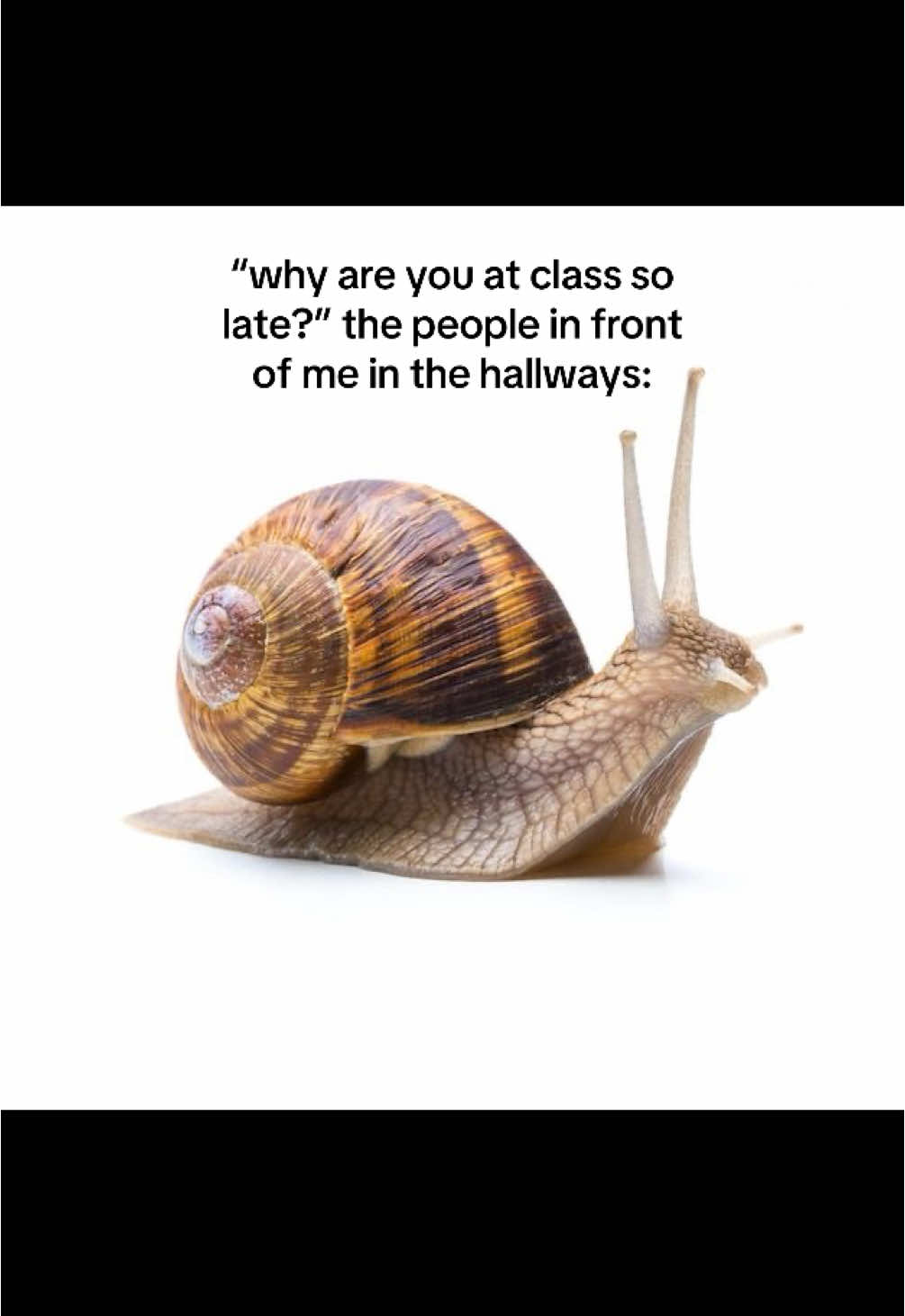 real #fyp #snail #xyzbca #real #school 