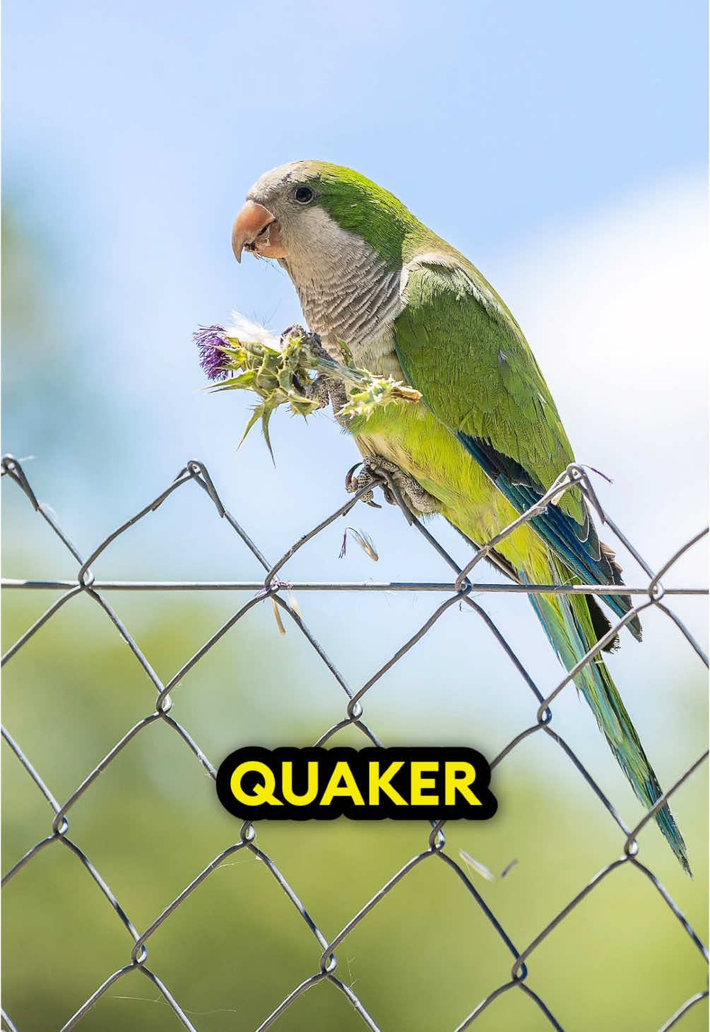 Quaker Parrots! 🤯🦜❤️ #parrot #quakerparrot #monkparakeet #animals #fyp 