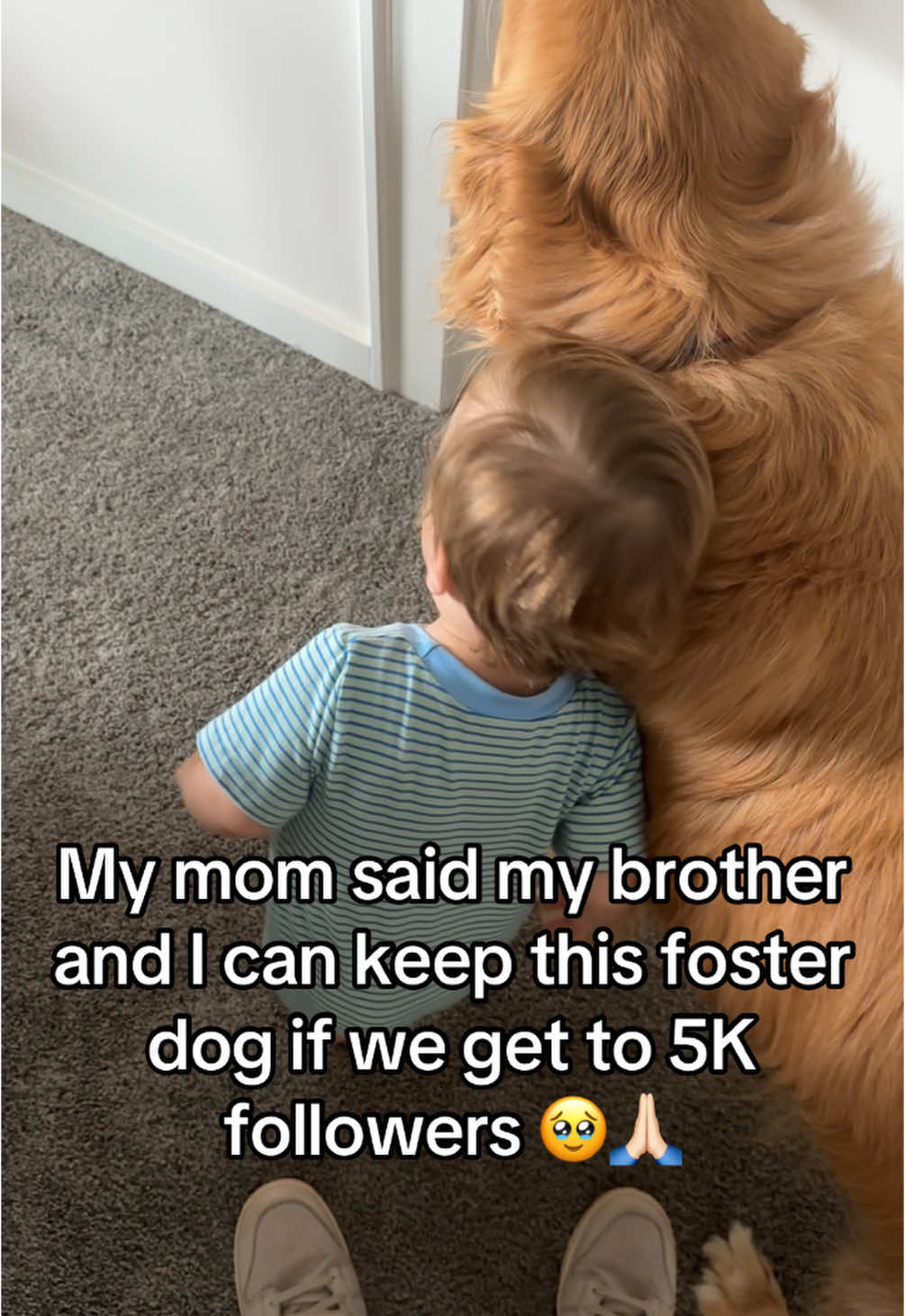 Please help us get to 5k followers soon so we can keep this dog! I can’t imagine losing him. #goldenretriever #dogsoftiktok #pleasehelp #dog #5k 