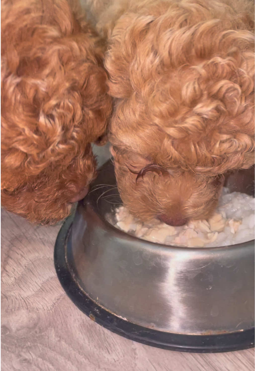 Los cachorros probaron pollo y arroz por primera vez! 🐶🍚 Su emoción al descubrir nuevos sabores fue simplemente adorable. ¡Momentos que derriten el corazón! #dog #cachorro #perros #dogsoftiktok #perro #dogs #bebes #amor #risas #viralvideos #loveyou #besos #Relationship 