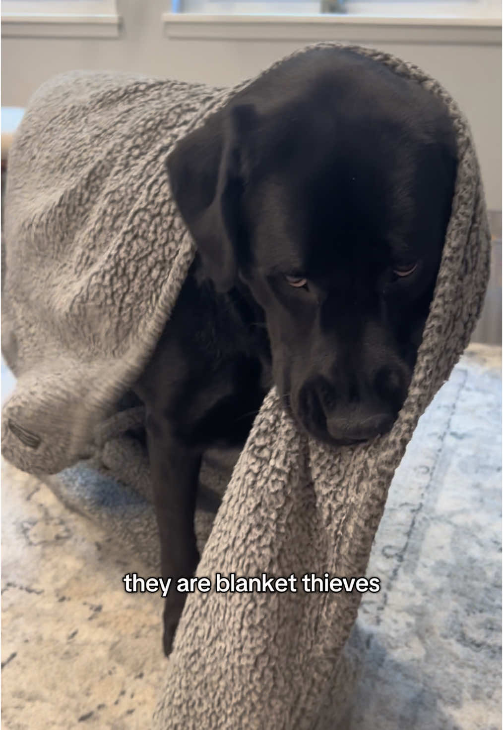 Emphasis on the blanket thief😅 #blacklab #labradorretriever #dog #blacklabrador #puppy #lab #labrador #blacklabsquad #dogmom #dogs #retriever #labmom #labs 