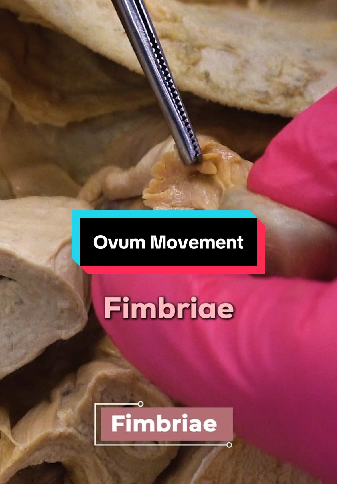 The Journey of the Ovum (egg) #women #egg #journey 