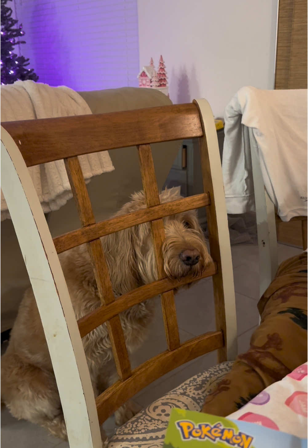 Our dog, Rudy acting all dramatic because he can’t sit at the table & eat people food.  😂😂😂😂 #dogs #family #humor #dinner #drama 