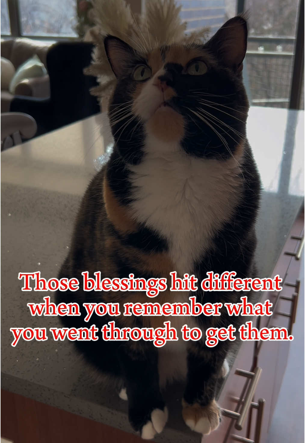 #CapCut #courage #catsoftiktok #violet #mew 