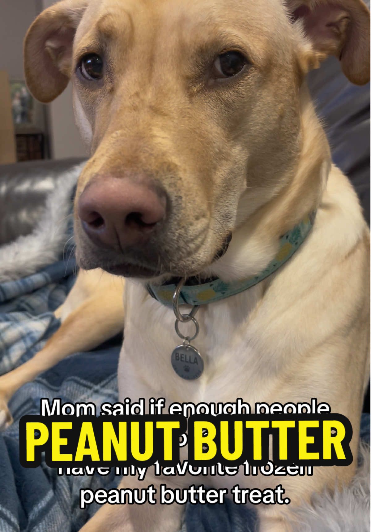 My favorite Penut Butter Treat Please  #belladesertdoggie🐾 #saddog #dogtreats #littlepuppy #hello #hi #dogtok #cutepuppydog #doglover #furbaby #dogvideos #saddoggo #cutedogvideos #doglife #treats #dogmomlife #goldenretrieverlife #beautifuldog #dogowner #perro #dogbaby #dogoftheday #hond 