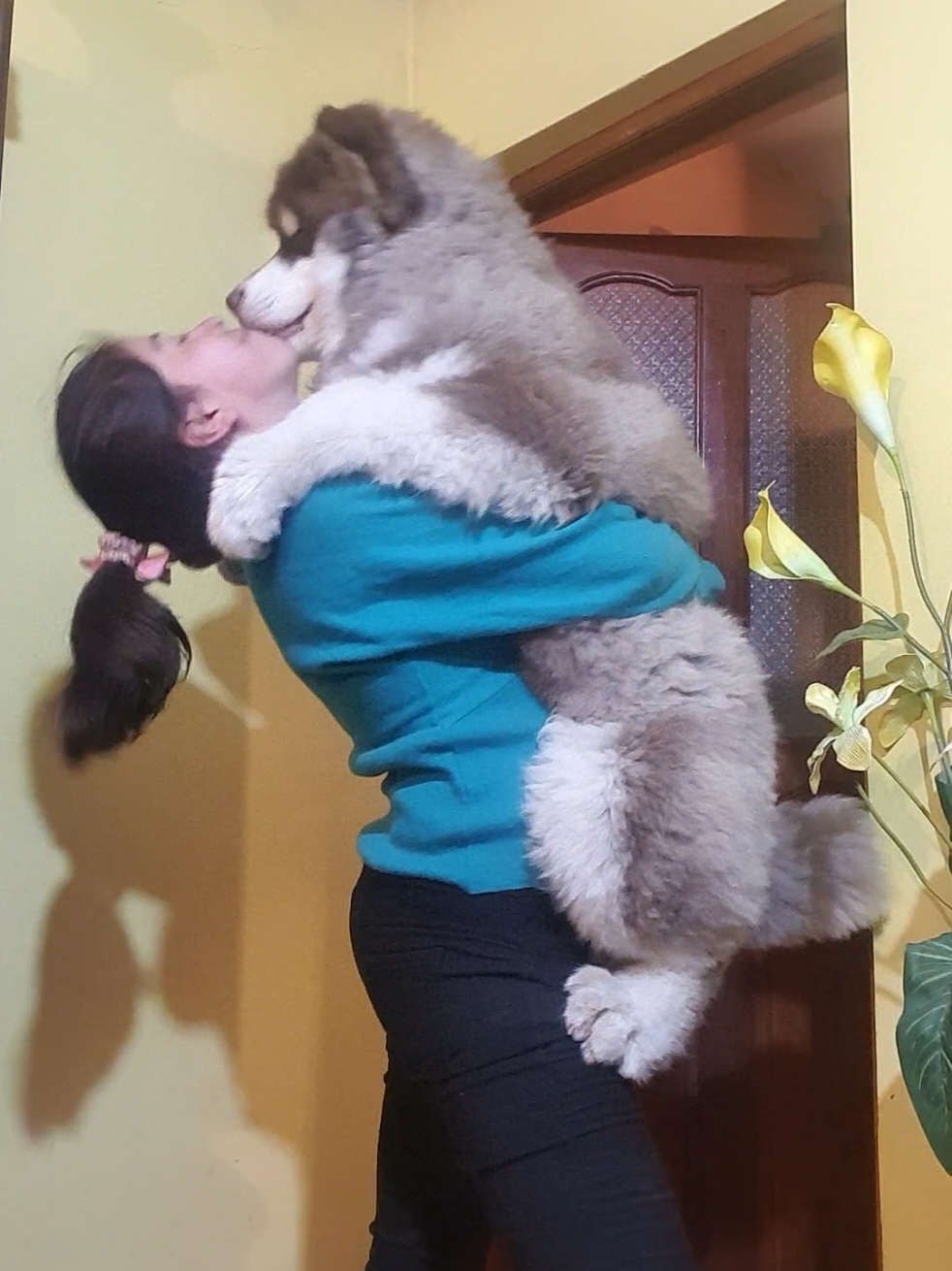 Eres perfectamente, exactamente lo que yo siempre soñé Mi Bailey 🤎  #miranda #solotu #alaskanmalamute #peluches #follow 