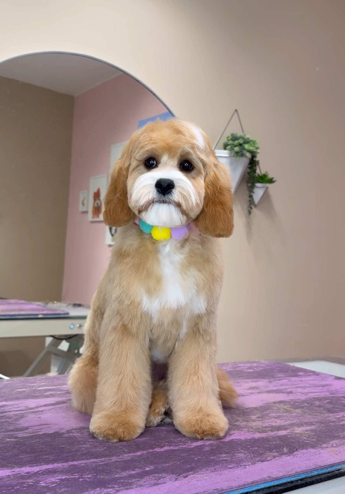 First puppy haircuts 🐶 #doggrooming #dogsbylogan #dogs #puppy 