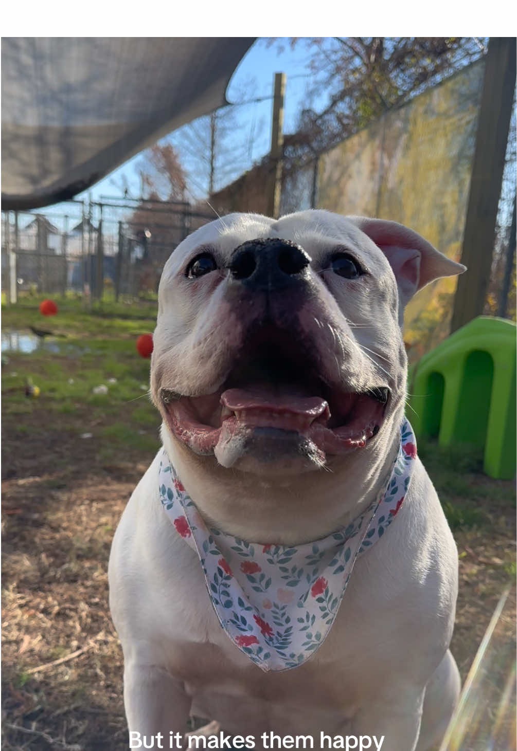 sunshine and back scratches feel good when you’ve been alone and cooped up in a kennel all day ☹️  If you are interested in volunteering reach out to your local animal shelter and ask how you can help! #shelterdog #rescuedog #volunteer #adoptdontshop #xena #americanbulldog #houston 