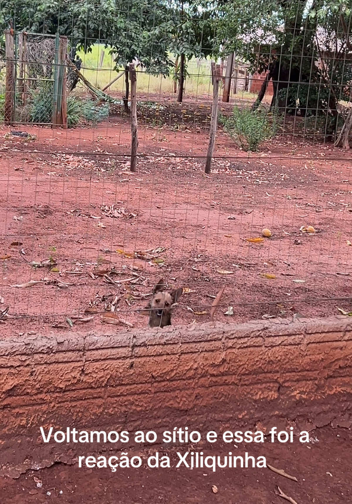 As vezes me pego pensando, como Tunico estaria hoje em dia?  De uma coisa eu sei... ele com certeza teria amado conhecer a Xiliquinha❤️