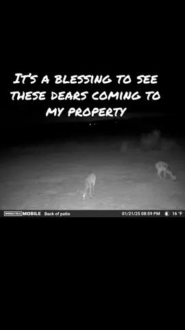 It’s a blessing to see these dears coming to my property