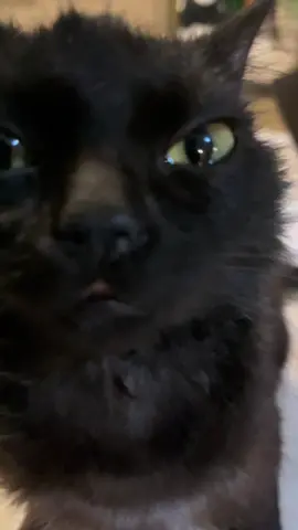 Tas bien chula mija he. Capullo haciendo de las suyas #gatos #gatostiktok #fyp #mascotas 