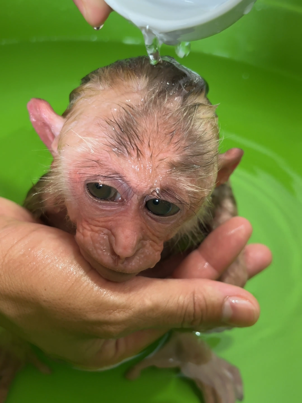 Moon Monkey Relaxing. #monkey #babymonkey #monkeydluffy #monkeysoftiktok #cutebaby #usa_tiktok 