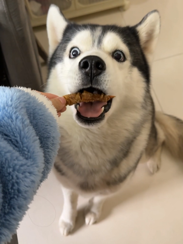 Today we divided into chicken wrapped in dried carrots, original steamed buns and dried kiwi fruit chosen by Qixi #dog #cute #Zoo #squirrel #cutepet #fyp 