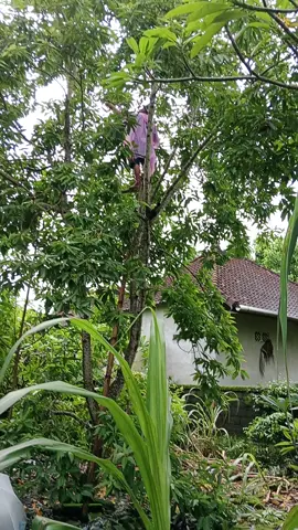 Pejuang rupiah🥰😇 #fyp #bungacempaka #bunga #bali #sibangkaja 