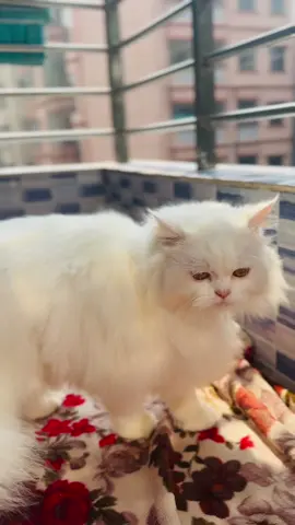 Ma sha allah🤍  . . . . . . . . . ##tiktok##viral##tiktokviral##foryou##cat##cutecat##pet##meow##catsoftiktok##fyfyfyfy##_a_mim7##reels##trending##foryoupage##fyp##tiktokbangladesh##tiktokbangladesh🇧🇩##white##biral##snow##funny##best##funnyvideos##tiktokindia##bangladesh
