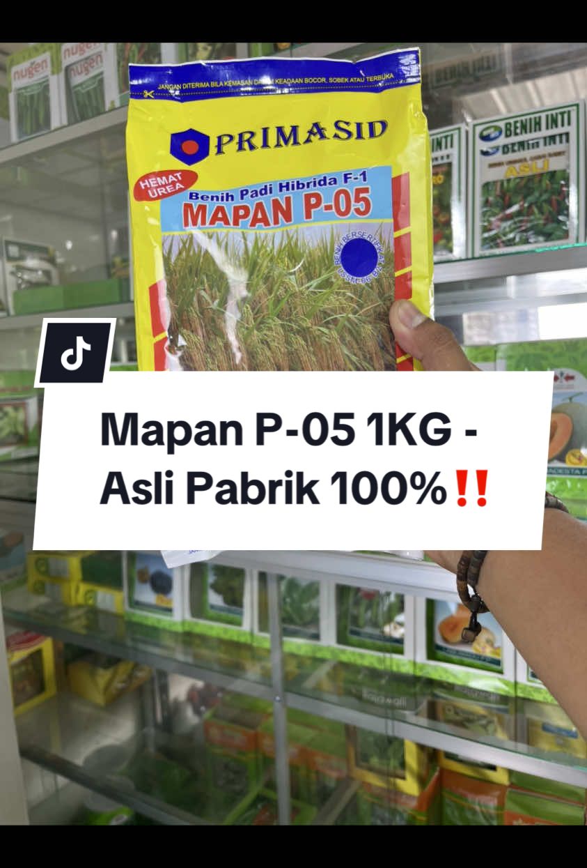 Ready Stock Benih Padi Hibrida Mapan P-05 Asli Kemasan Pabrik 100% Beli disini ATJ Lampung‼️ #padimapan #padimapan05 #petanimuda #petaniindonesia🇮🇩🇮🇩🇮🇩🌿🌿 #video #fyp 