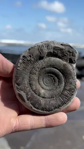 Hidden beneath soft shale, we found a limestone rock! 🪨 This contained an array of beautiful fossils! 🏝️ Hopefully the next one will contain some fossil bones! 🦴 🌅 🏝 Thanks for supporting our page! 🐊 #natural #nature #fossil #fossils #ancient #animals #art #ammonite #ammonites #dinosaur #scientist  #minerals #paleontology #whitby #geologist #dorset #geology #charmouth #jurassic #yorkshire #fyp