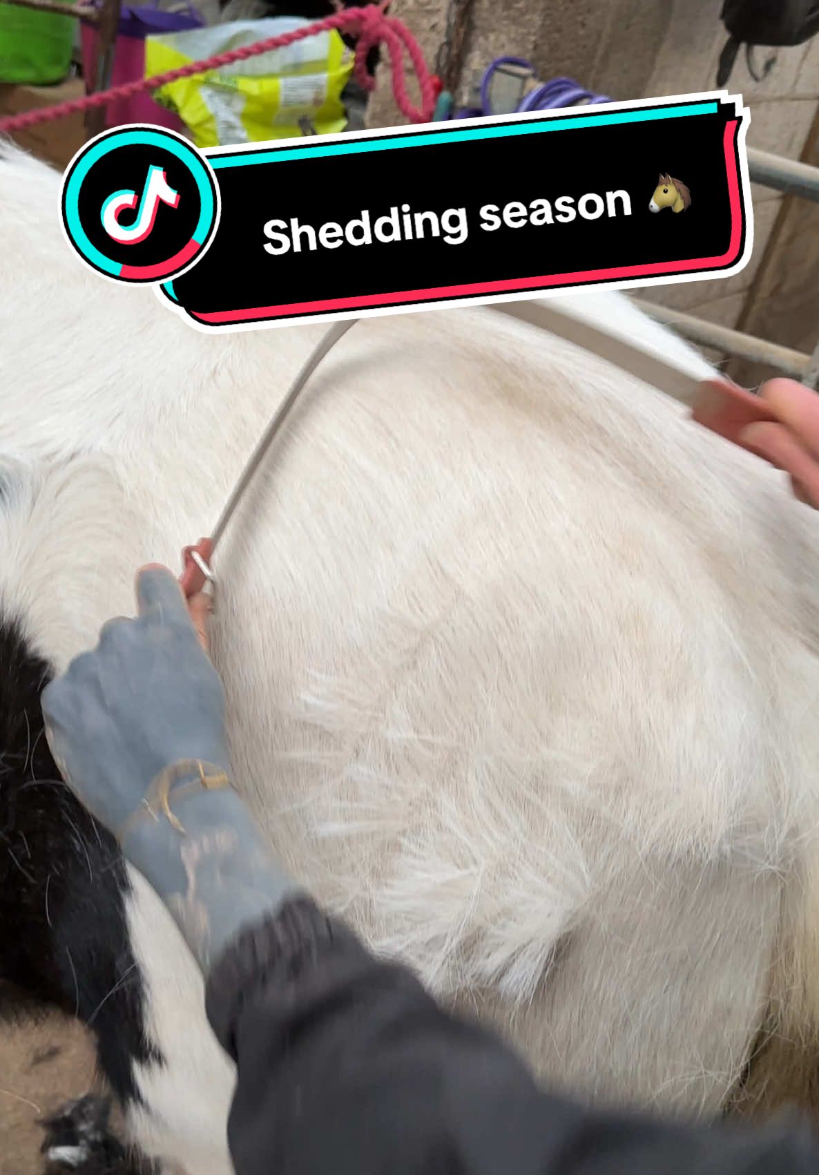 Shedding season has started - spring is coming 😮‍💨  Horses naturally shed their winter coat every year. It can take a few weeks for their coat to completely change, but using a tool such as a shedding comb can help them get rid of the loose itchy hairs a bit quicker.  #horsegrooming #equinegroomservices #horsesoftiktok #equestrian #fyp #professionalgroom #horsetok #asmr #oddlysatisfying 