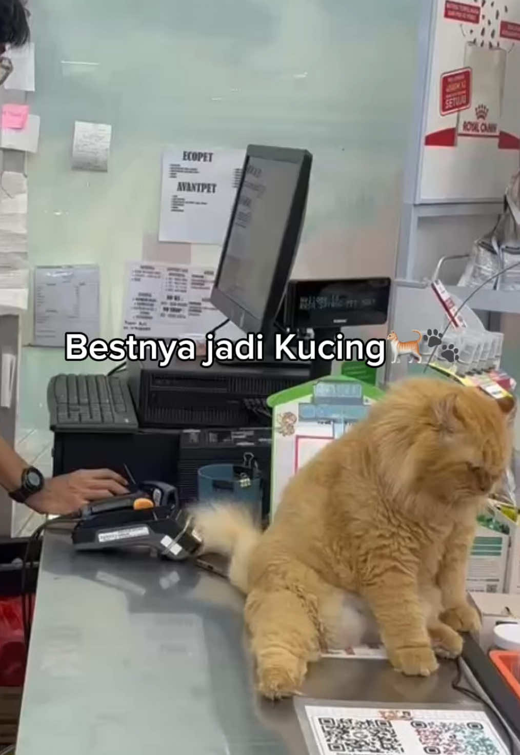 Bestnya Jadi Kucing🥲🐈🐾 #rasasayangpetmart #padahariini #fyp #fyppppppppppppppppppppppp #fypシ #kucing #kucinglucu #trending #viral #cat 