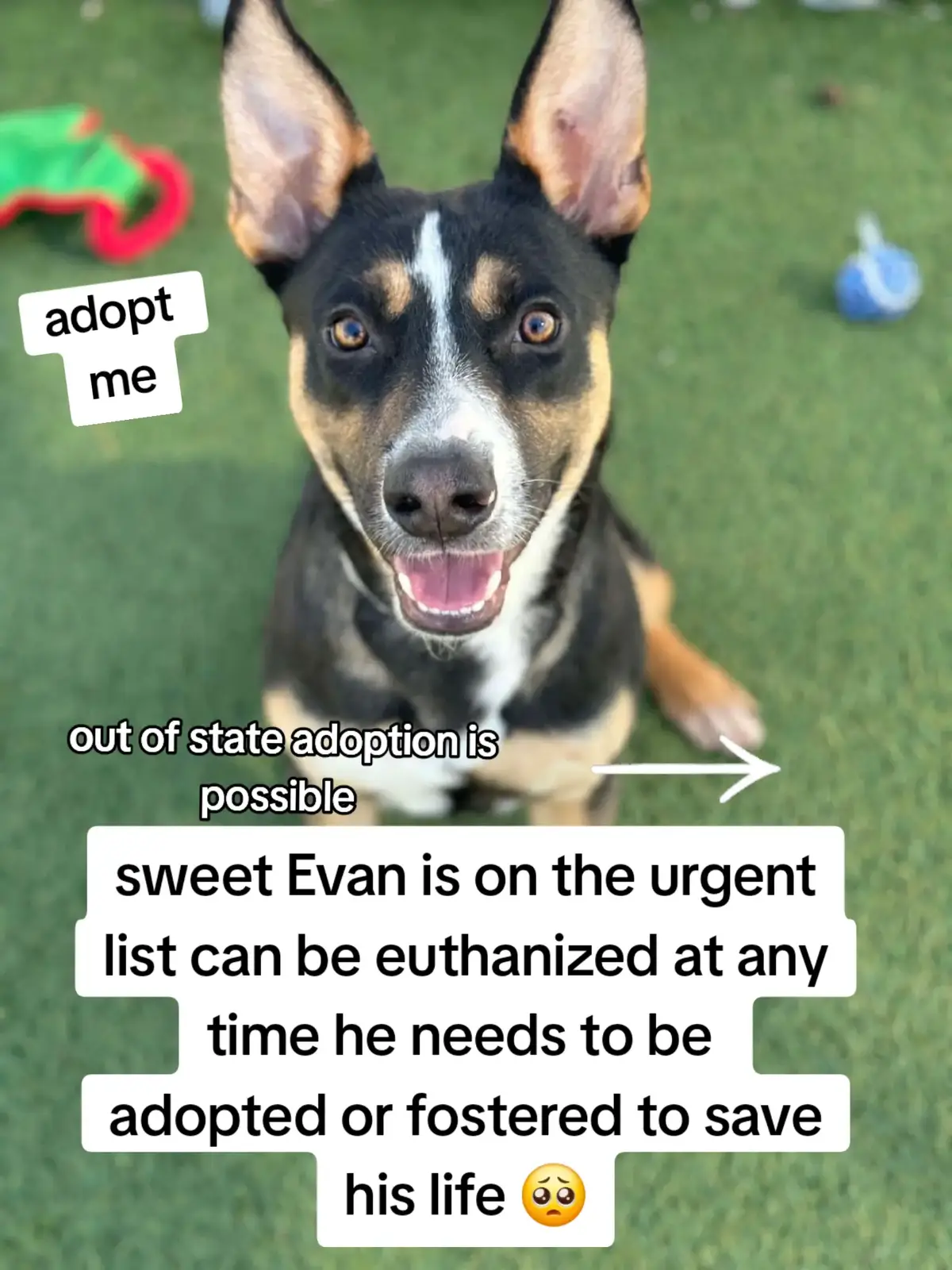 EVAN IS ON THE URGENT LIST AND CAN BE EUTHANIZED AT ANY TIME AT HARRIS COUNTY PET'S SHELTER. HE NEEDS A PLAN ASAP. PLEASE CONSIDER FOSTERING IF YOU ARE UNABLE TO ADOPT.  HEALTHY DOGS ARE UNALIVED 3 DAYS A WEEK.  MONDAY, WEDNESDAY, AND FRIDAY MORNINGS.  🥺🥺🥺🥺🥺🥺 PLEASE IF YOU CAN FOSTER OR ADOPT PLEASE GO TO @RESCUE DOG ARMY TO FILL OUT AN APPLICATION IN BIO ASAP 🚨🚨🚨🚨 OUT OF STATE ADOPTION IS POSSIBLE.  NAME EVAN.  #A629422 . 2B03. VOLUNTEERS NOTES 📝.  Kenneled with Mikey. Wasn't reactive walking past kennels.  Knows how to walk decent on a leash.  Loves to play with toys.  Loves to play fatch.  Can be a little jumpy but nothing to crazy. ( He's just trying to show you some loving.  Medium energy level.  Would make a great walking or jogging partner.  Has a good recall.  He's treat motivated.  Knows how to take treats nicely. Learned sit in the while out in the play yerd, so he's a fast learner.  He loves receiving attention and affection. He eat it up. Loves butt scratches.  Has a happy and loving personality.  Likes to be around his human as he plays with his toys.  EVAN IS EXTREMELY URGENT. PLEASE APPLY @RESCUE DOG ARMY TO ADOPT OR FOSTER. APPLICATION IN BIO. 🚨🚨🚨🚨🚨🚨 OUT OF STATE ADOPTION IS POSSIBLE.  PLEASE MESSAGE ME IF YOU HAVE ANY QUESTIONS.  ADDRESS  HARRIS COUNTY PET'S SHELTER 612 CANINO RD IN HOUSTON TEXAS.  #adopt #foster #rescue #resuedogarmy #harriscountypets #FYP #save 