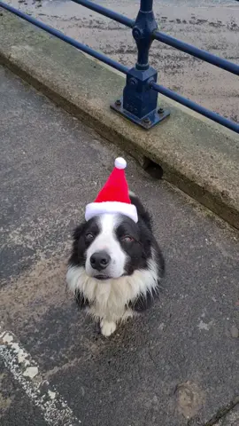 Milo's favourite thing to do is Fetch, so Follow our Journey to see how far we can take it. #level9fetch is coming soon! #fetchking #DogTraining #dogexercise #collie #dogswimming #dogsoftiktok #recall 
