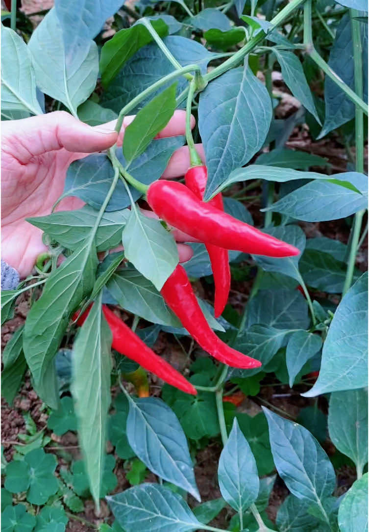 Harvest vegetables #garden #farming #harvest #vegetables 