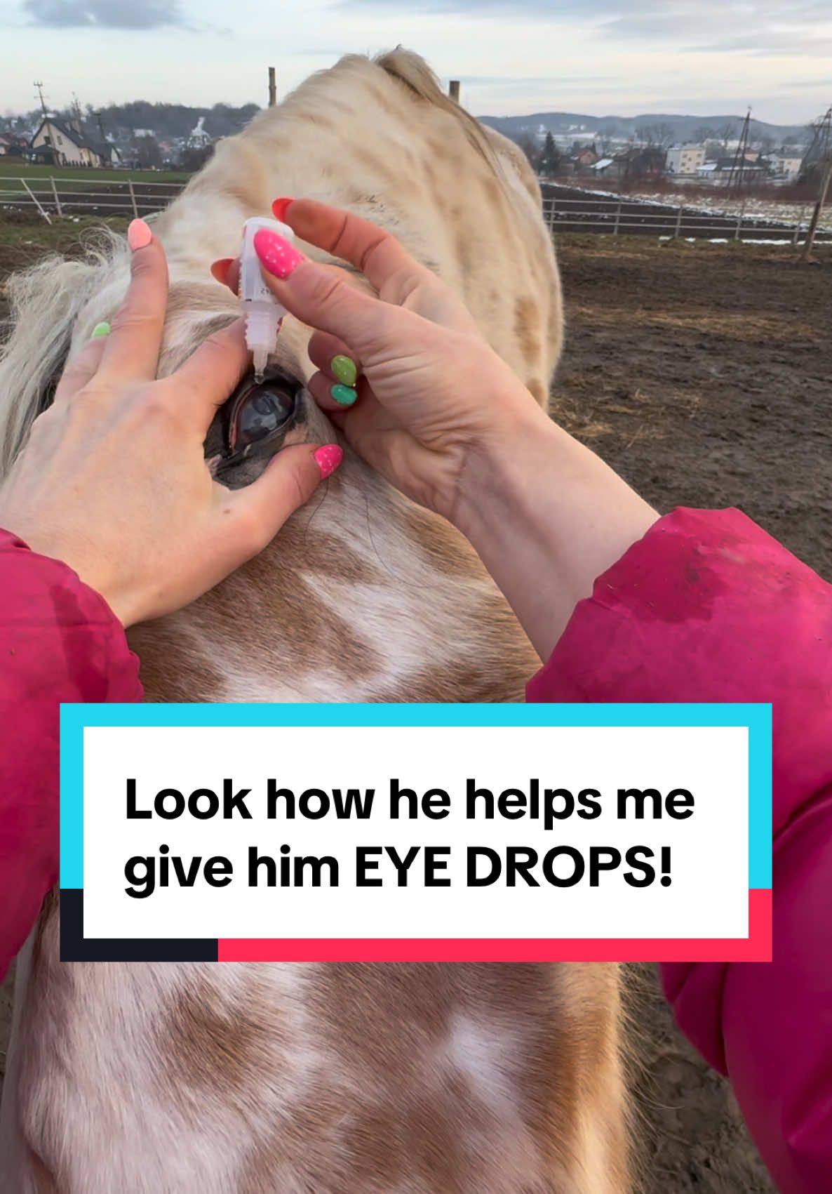 Training this took three 2-5 minute sessions over the course of a week, using positive reinforcement.  #horsetok #glaucoma #eyedrops #uveitis #moonblindness 