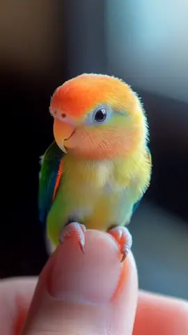 A cute tiny parrot #cute #tinyanimals #cuteanimals #parrot #creatorsearchinsights #baby #forkids #fypツ #fypシ゚viral 