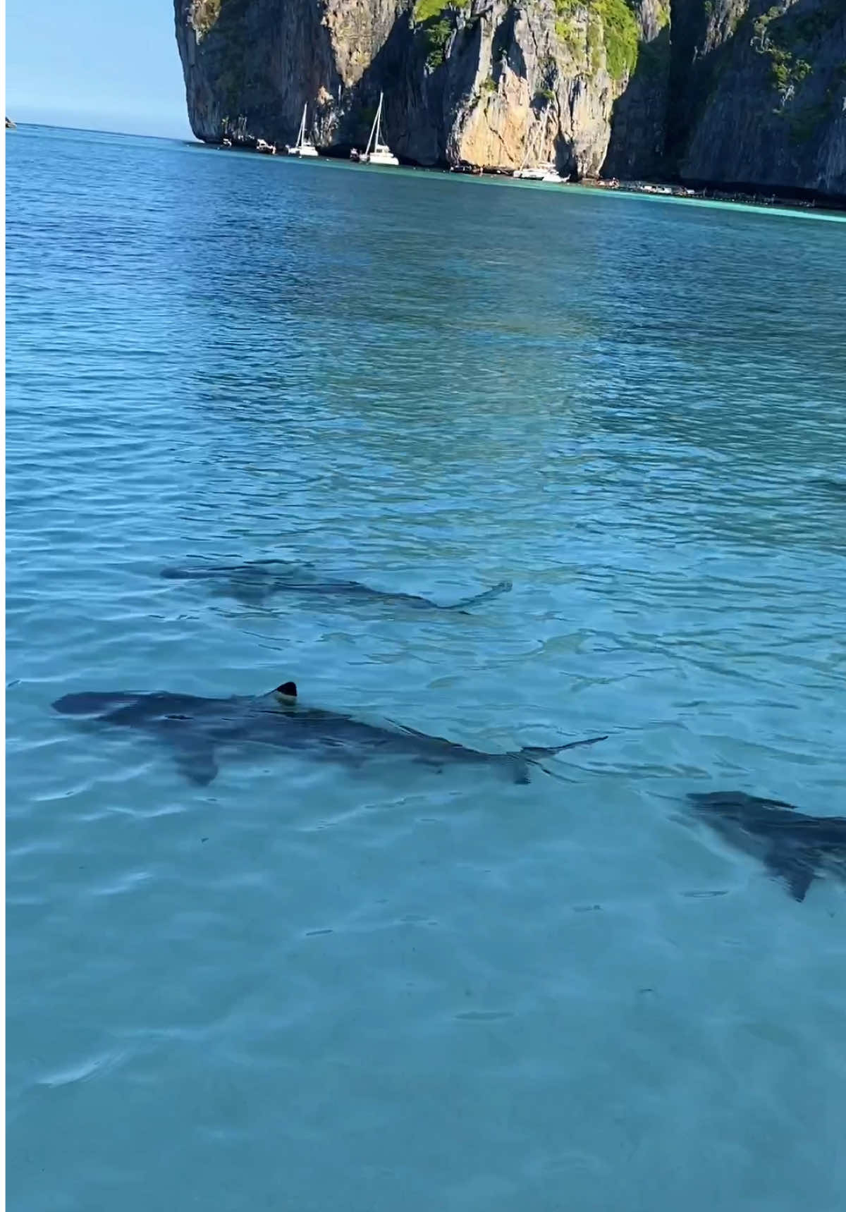 🌊 Just look at this! 🦈 Over 100 Black Tip Reef Sharks spotted at Maya Bay! This is proof that the Thailand National Park’s management of the bay is truly working. 🌿 Seven years ago, there were no sharks here—and now, it’s thriving with marine life. And don’t worry, Black Tips are harmless to humans. We’ve swam with them many times, and it’s even our YouTube host Jay Leshark’s favorite thing to do! Ready to explore this underwater wonderland? #5StarMarine #MayaBay #BlackTipReefSharks