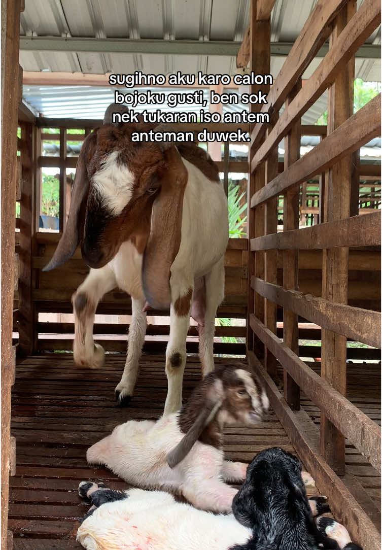 #peternak#peternakan#peternakmuda#peternakmilenial#peternakindonesia#peternakkambing#peternakkambingmuda#peternakkambingndeso#peternakkanbingindonesia#kambing#kambingetawa#kambingjawarandu#kambinglucu#ngawi#ngawi24jam#ngawi_ramah#ngawijawatimur#fyp #fypシ#fypage#fyppppppppppppppppppppppp#fypp#xy#xybca#xyzabc 