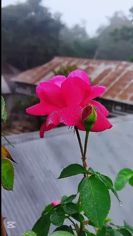 মায়া💝💝 #viraltiktok #capcut #viraltiktok #viral #capcut #capcut @foryou 