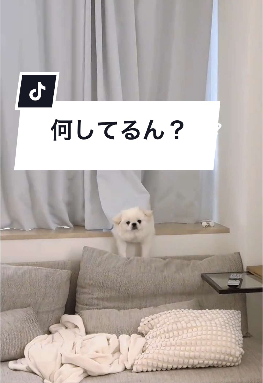 #ペキポメ #ポメラニアン #ペキニーズの日常 #ポメラニアンのいる生活 #犬 