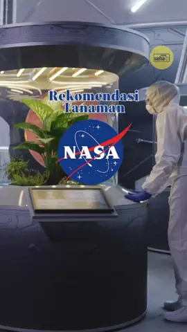 Tau gak sih? Ada beberapa tumbuhan yang ternyata bisa bantu menangkal radiasi! 🌱 Tanaman seperti lidah mertua, kaktus, atau peace lily nggak cuma cantik, tapi juga bisa serap radiasi dari perangkat elektronik di rumahmu. Yuk, mulai hiasi ruanganmu dengan tanaman pelindung ini! 💚 ____ Share ke temen kamu yang butuh info ini. follow @zonasehat.today [cr: masyogisaputra - dm untuk credit / remove video] #zonasehat #TipsSehat #TanamanAntiRadiasi #HidupAlami