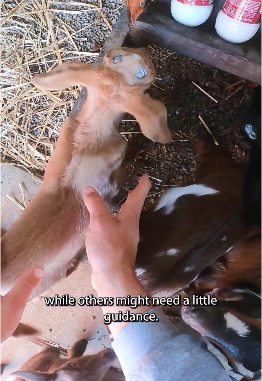 How to feed baby goats 101 #babygoats #bottlefeeding #goatlover 