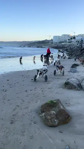 Beach day for our disabled dogs. Donate to help us continue with our vital work. #sft #wheeliebabies #dogs #dogsonwheels #doglover www.sftmorocco.org