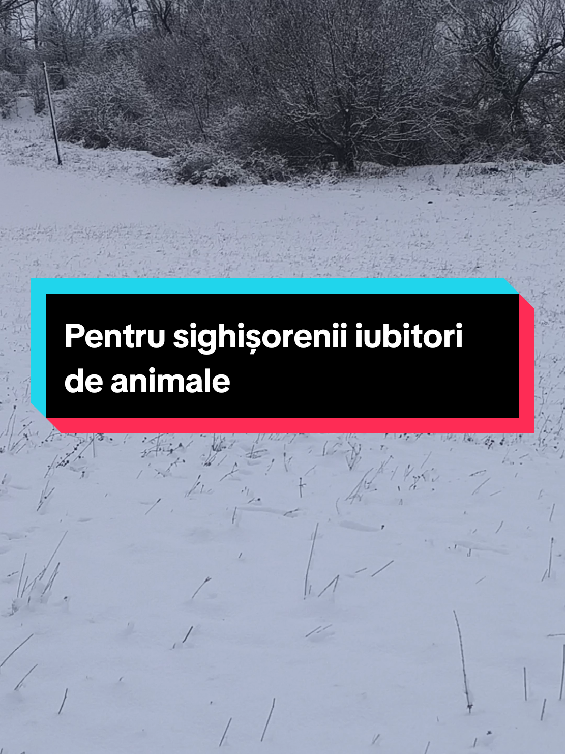 Câinele polar la Sighisoara, iubitori de animale ❤️ #partiecopii #sighisoararomania #sighisoaramedievala #sighisoara #estidinsighisoara #cetateansighisorean #iubitorideanimale #cainiciobanesti #caini 