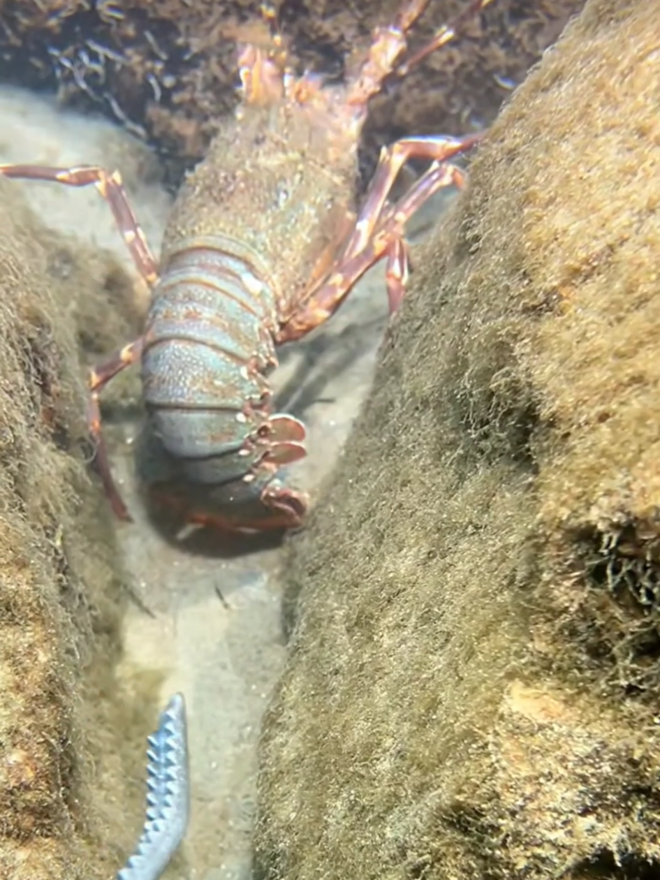 #diving #crab #catchthesea #seafood #seaside #fish #eel #lobster 