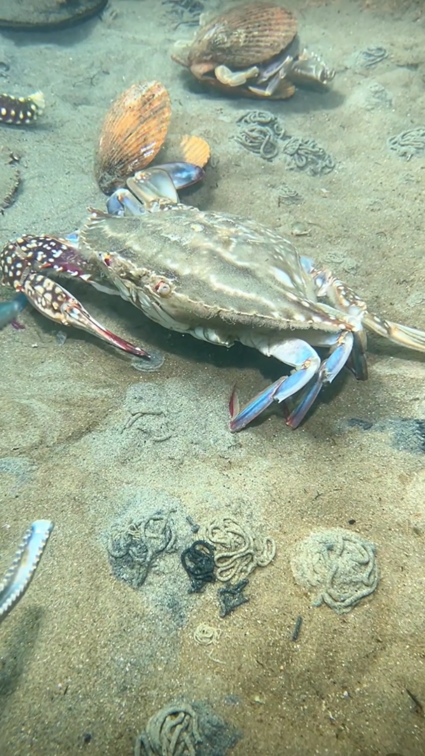 Diving to catch the rock crabs in the seabed. #diving #crab #catchthesea #seafood #seaside #fish