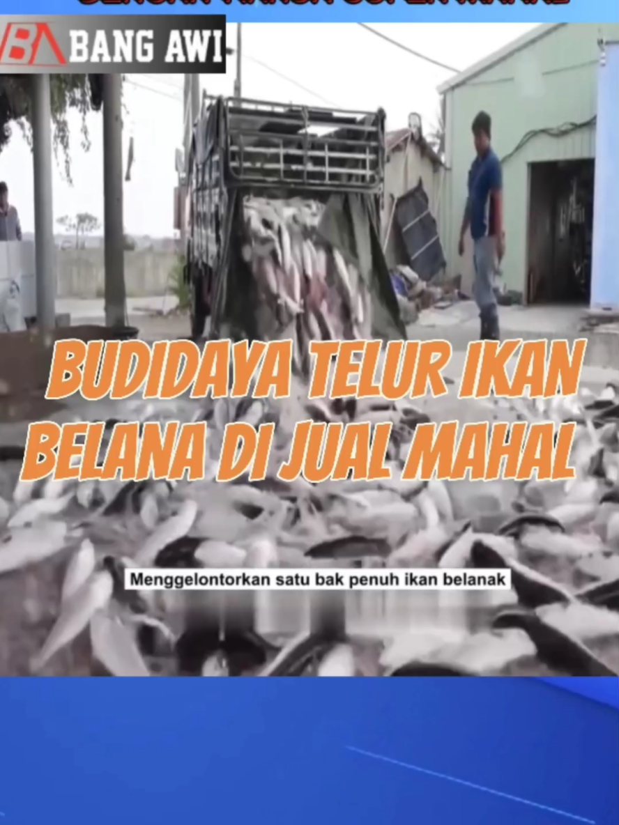 budidaya ikan belana buat ambil telurnya dan di jual mahal #ikan #budidaya #tambak #pengetahuan #viral #viralvideo #viraltiktok 