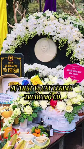Câu chuyện về cây Lêkima trước mộ Cô Sáu 🙏☘️☘️#khachsancondao #vetaucondao #condao #khachsan #khachsankhuongthocondao  #covothisau #caylekima