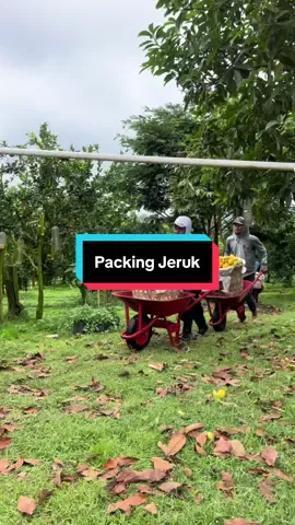 #sortirjeruk#jeruk#oranges#rimomanis#jerukmanistanahkaro#jerukberastagi#tanahkaro#perjumajuma#rani#ranirimo