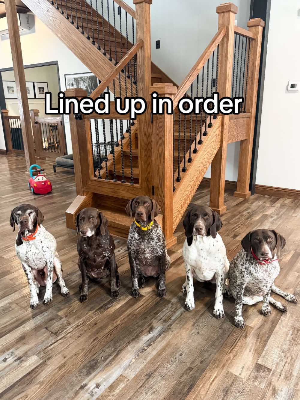 Replying to @el.mazo  Dogs lined up in order #dogsoftiktok #gsp #dogs #family 