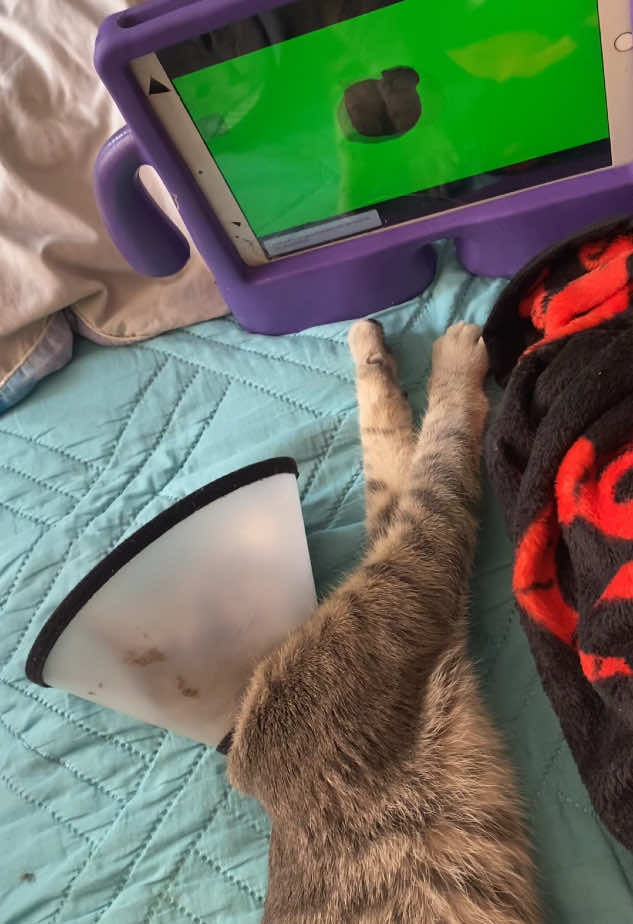 #catbrainrot #cats #sorry 