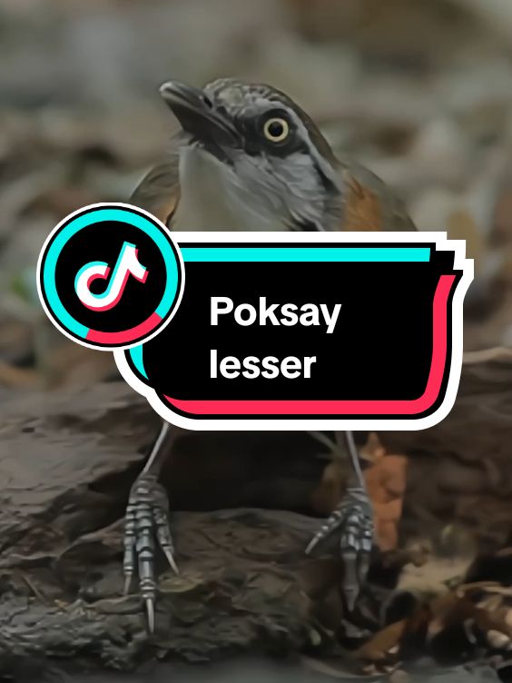 Lesser Necklaced Laughingthrush (Garrulax monileger) #poksaylesser  #burungpoksay 