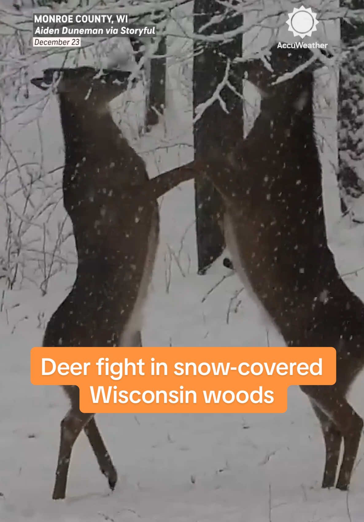 Dramatic video captured two female deer engaged in a fierce battle in snow-covered woods in Wisconsin. #snow #deer #deeroftiktok #wisconsin #forest #wildlife #animals #accuweather 