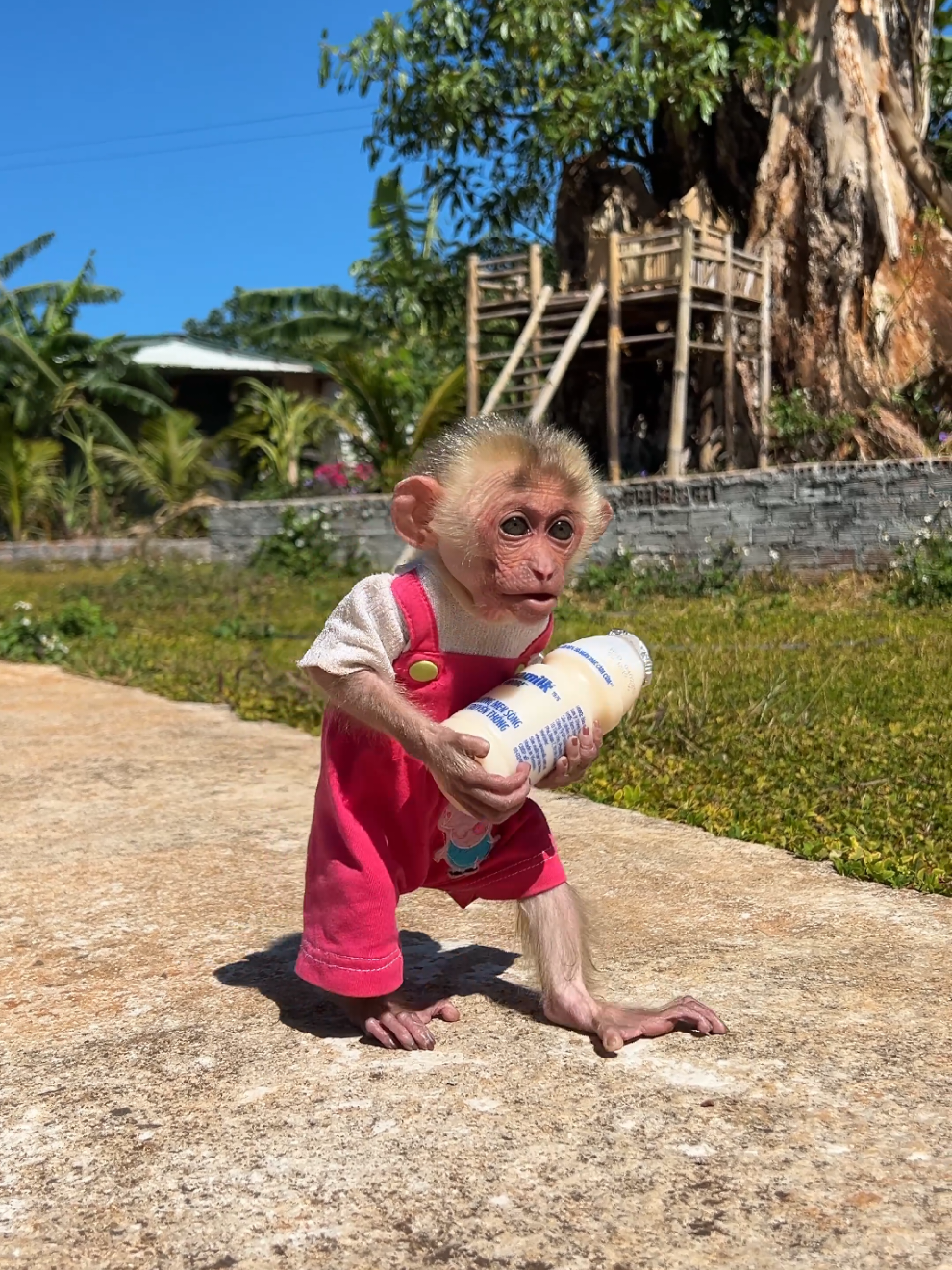 Baby monkey Moon love milk. #monkey #babymonkey #monkeydluffy #monkeysoftiktok #cutebaby 