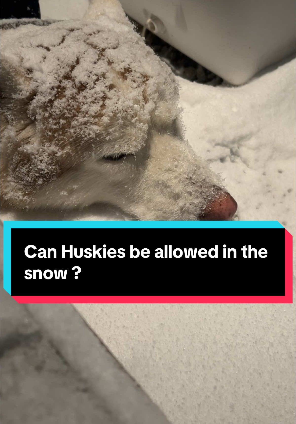 Are huskies not allowed in the snow? #dogsoftiktok #freezinghusky 