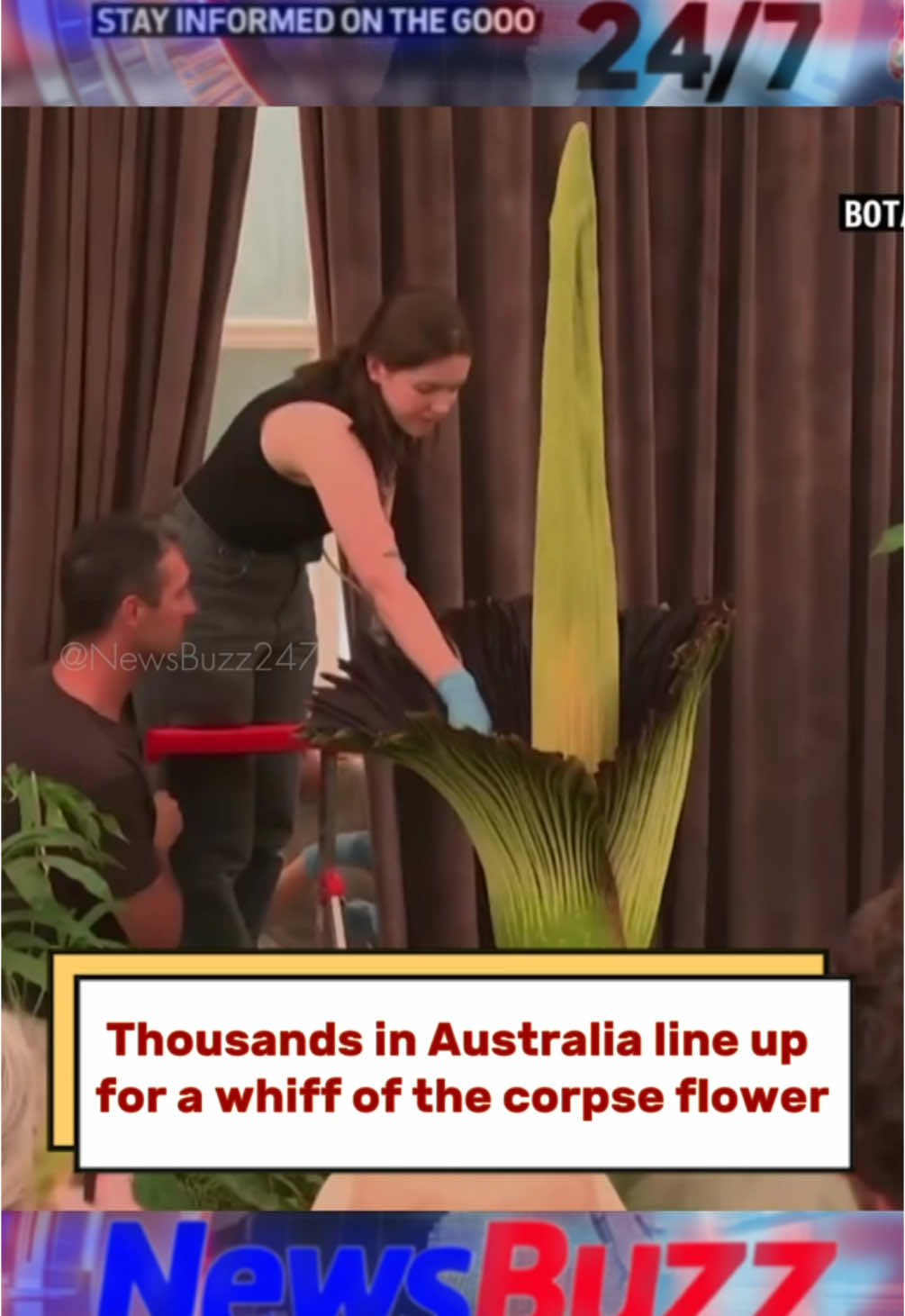 Tall, pointed and smelly, the corpse flower is scientifically known as amorphophallus titanum — or bunga bangkai in Indonesia, where the plants are found in the Sumatran rainforest.  #corpseflower #flower #Bunga #Banga #Rainforest #Martin #Australia #Indonesia #AustralianNews #TikTokNews #ShortClip #ForYou #FYF #FollowForMore #SmellyFlowers 