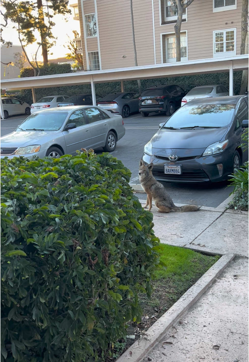 Just another morning in LA. This #coyote was asleep on my lawn, and staggered off when I opened the door. #animals #wildlife #marinadelrey #losangeles #wokeuplikethis 